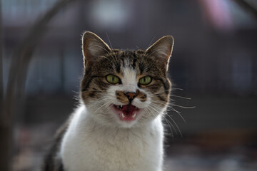 Close up portrait of gray and white cat. Beautiful Street Cat With Green Eyes.
