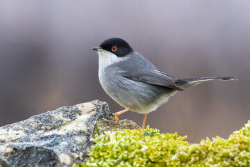 Obraz premium Kleine Zwartkop; Sardinian Warbler; Sylvia melanocephala