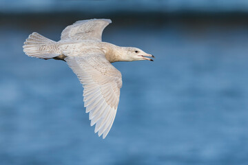 Grote Burgemeester, Glaucous Gull, Larus hyperboreus