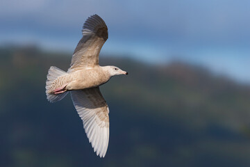 Grote Burgemeester, Glaucous Gull, Larus hyperboreus