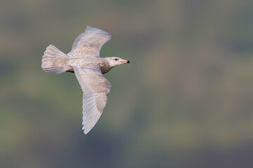 Grote Burgemeester, Glaucous Gull, Larus hyperboreus