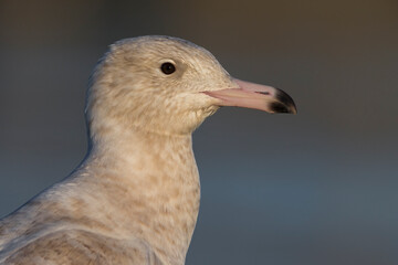 Grote Burgemeester, Glaucous Gull, Larus hyperboreus