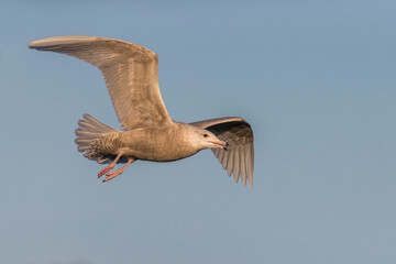 Grote Burgemeester, Glaucous Gull, Larus hyperboreus