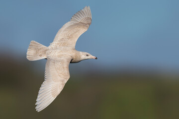 Grote Burgemeester, Glaucous Gull, Larus hyperboreus