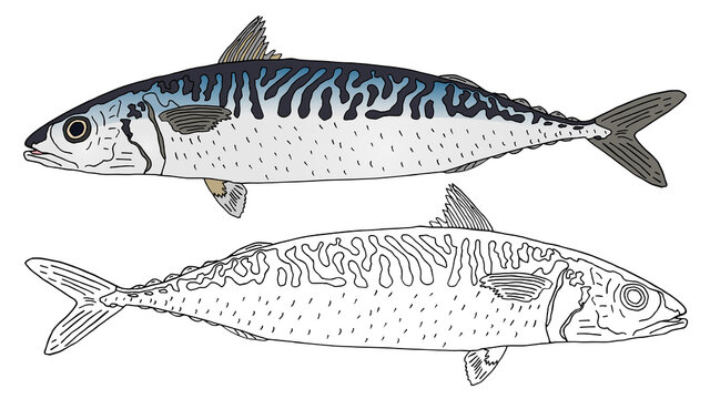 Beautiful atlantic mackerel hand drawn. Set, colorful fish and black and white, isolated. Seafood, design elements. Vector illustration.