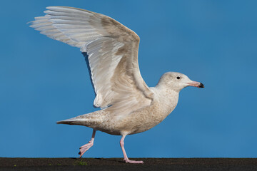 Obraz premium Grote Burgemeester, Glaucous Gull, Larus hyperboreus