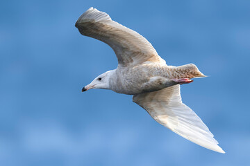Grote Burgemeester, Glaucous Gull, Larus hyperboreus