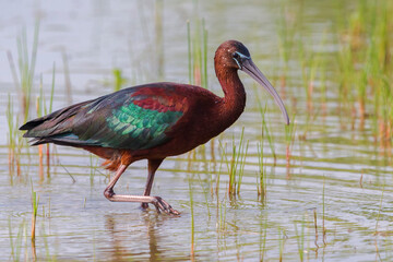 Zwarte Ibis; Glossy Ibis; Plegadis falcinellus;