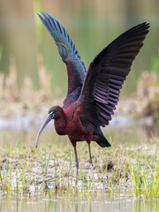 Zwarte Ibis; Glossy Ibis; Plegadis falcinellus;