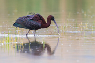 Zwarte Ibis; Glossy Ibis; Plegadis falcinellus;