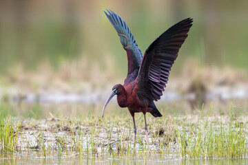 Zwarte Ibis; Glossy Ibis; Plegadis falcinellus;