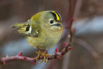Goudhaan, Goldcrest; Regulus regulus