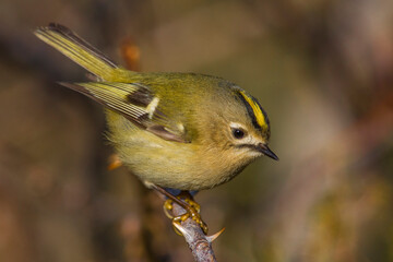 Goudhaan, Goldcrest; Regulus regulus
