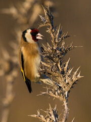 Putter, European Goldfinch, Carduelis carduelis