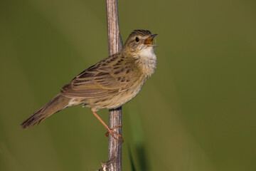 Sprinkhaanzanger; Grasshopper Warbler; Locustella naevia straminea