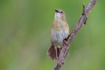 Sprinkhaanzanger; Grasshopper Warbler; Locustella naevia straminea