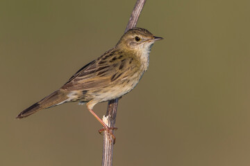 Sprinkhaanzanger; Grasshopper Warbler; Locustella naevia straminea