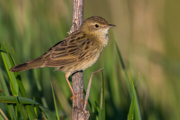 Sprinkhaanzanger; Grasshopper Warbler; Locustella naevia straminea