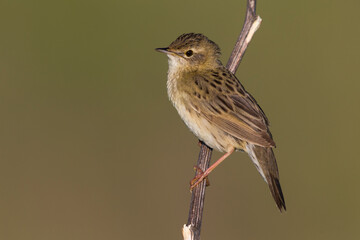 Sprinkhaanzanger; Grasshopper Warbler; Locustella naevia straminea