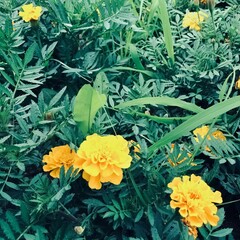 yellow chrysanthemum flowers