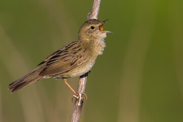 Sprinkhaanzanger; Grasshopper Warbler; Locustella naevia straminea