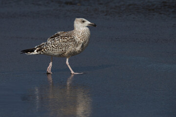Grote Mantelmeeuw; Great Black-backed Gull; Larus marinus