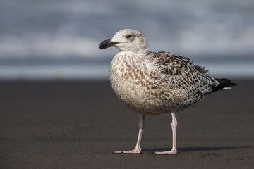 Grote Mantelmeeuw; Great Black-backed Gull; Larus marinus