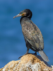 Aalscholver, Great Cormorant, Phalacrocorax carbo