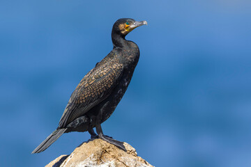 Aalscholver, Great Cormorant, Phalacrocorax carbo
