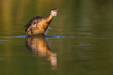 Fuut; Great Crested Grebe; Podiceps cristatus