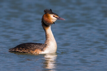 Fuut, Great Crested Grebe, Podiceps cristatus