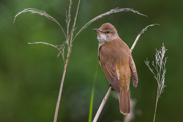 Grote Karekiet; Great Reed Warbler; Acrocephalus arundinaceus