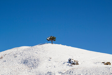 A lone pine tree on top of a snowy mountain against a blue sky