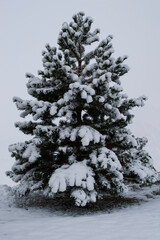 Lone spruce with snow-covered branches, on a white background