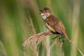 Grote Karekiet; Great Reed Warbler; Acrocephalus arundinaceus