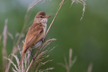 Grote Karekiet; Great Reed Warbler; Acrocephalus arundinaceus