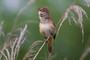 Grote Karekiet; Great Reed Warbler; Acrocephalus arundinaceus