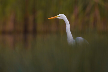 Grote Zilverreiger, Great Egret, Egretta alba