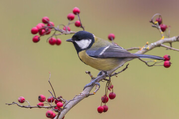 Koolmees; Great Tit; Parus major