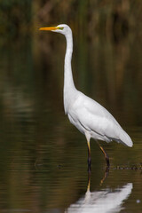 Grote Zilverreiger, Great Egret, Egretta alba