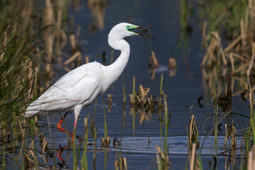 Grote Zilverreiger, Great Egret, Egretta alba