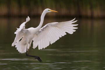 Grote Zilverreiger, Great Egret, Egretta alba