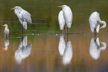 Grote Zilverreiger, Great Egret, Ardea alba