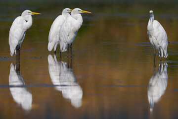 Grote Zilverreiger, Great Egret, Ardea alba
