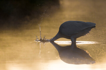 Grote Zilverreiger, Great Egret, Ardea alba