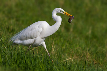 Grote Zilverreiger, Great Egret, Egretta alba