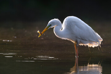 Grote Zilverreiger, Great Egret, Ardea alba