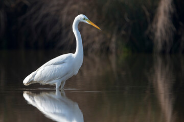 Grote Zilverreiger, Great Egret, Egretta alba
