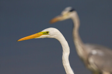 Grote Zilverreiger; Great White Egret; Casmerodius albus; Egretta alba