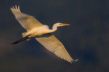 Grote Zilverreiger, Great Egret, Egretta alba